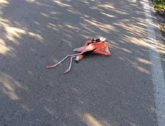 Foto: Alejandro Colli