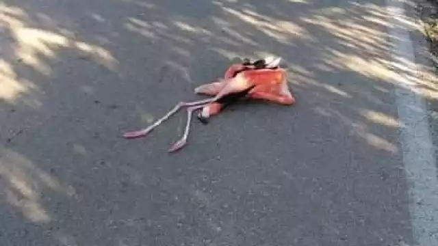 Foto: Alejandro Colli