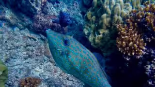 Denuncian pesca furtiva y falta de vigilancia en costas de Playa del Carmen