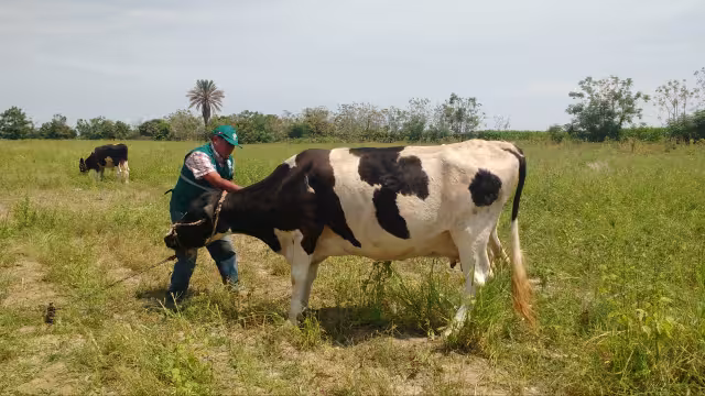 Yucatán lidera el Sureste con más de 1,600 casos acumulados de la plaga