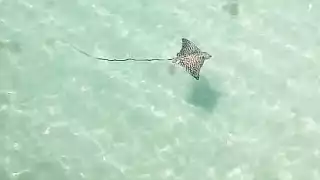 Mantarraya vista en Chuburná Puerto