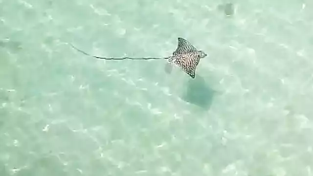 Mantarraya vista en Chuburná Puerto