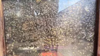 Sequía y agroquímicos amenazan a las abejas y la producción de miel en Campeche  
