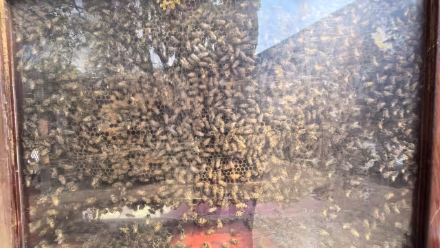 Campeche pierde miles de toneladas de miel por sequía y deforestación