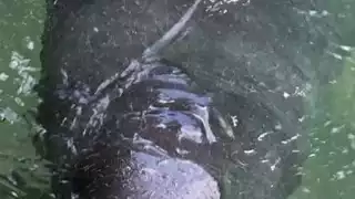 El bebé Manatí apareció en la Laguna Milagros en el Sur de Quintana Roo; su madre no regresó por él