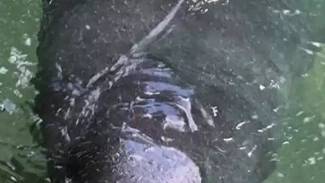 El bebé Manatí apareció en la Laguna Milagros en el Sur de Quintana Roo; su madre no regresó por él