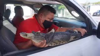 Preocupa en Campeche cercanía de cocodrilos con humano: llaman a respetar hábitat de cocodrilos
