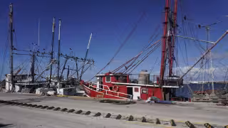 Agoniza la pesca de altura en Campeche: en 10 años la flota camaronera pasó de 250 embarcaciones a solo 60