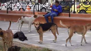 Más de 200 mil animales en riesgo por calor extremo en Campeche