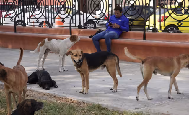 Altas temperaturas ponen en peligro a animales en situación de calle
