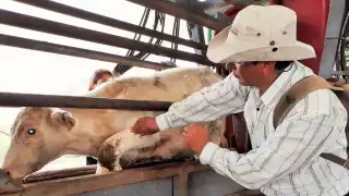 La última víctima humana del gusano barrenador ya fue dada de alta luego de presentar mejoría