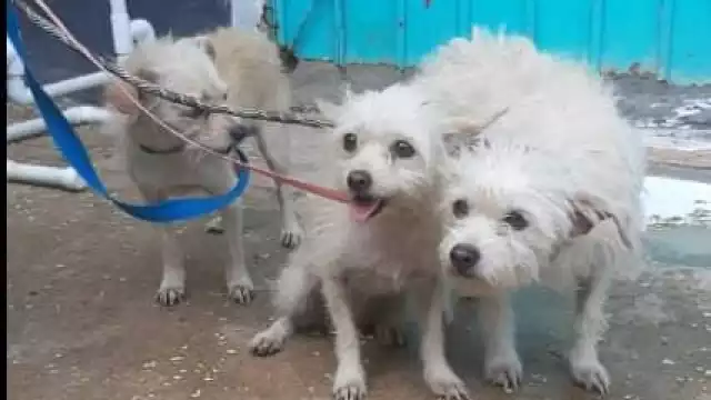 También han tenido registros de reportes de ataques de estos animales