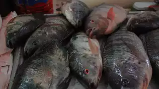 Ventas de mariscos repuntan en mercados de Mérida previo a la Semana Santa