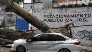 Fuertes vientos causan caídas de árboles y tolvaneras en CDMX; PC activa alerta amarilla por lluvias