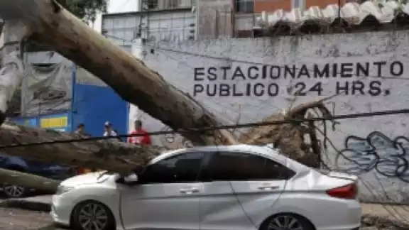 Un árbol cayó sobre un auto en la colonia Doctores. Foto: Twitter
