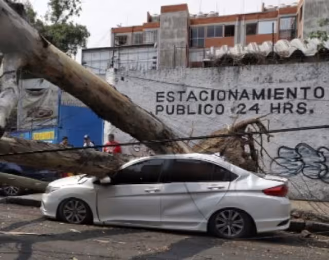 Un árbol cayó sobre un auto en la colonia Doctores. Foto: Twitter