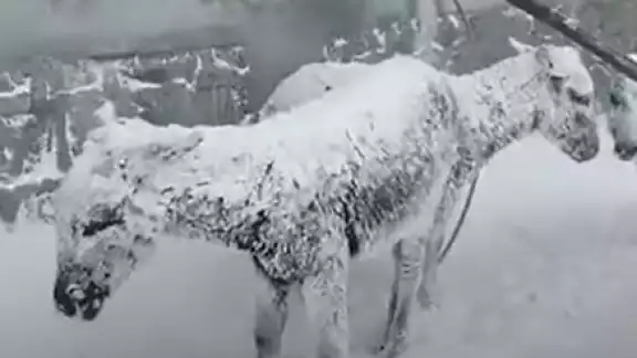Los animales han sido los más afectados por las bajas temperaturas. Foto: Captura de Pantalla Los animales han sido los más afectados por las bajas temperaturas. Foto: Captura de Pantalla