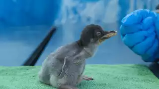 Pingüinos chilangos en Acuario Inbursa: cuatro nuevas crías Gentoo nacen en CDMX