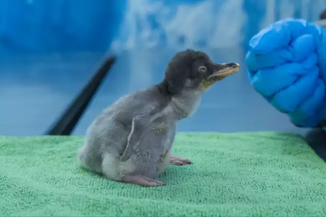 Los pequeños pingüinos