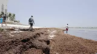 Playas de Cancún   en semáforo naranja por sargazo, ¿cuáles son?
