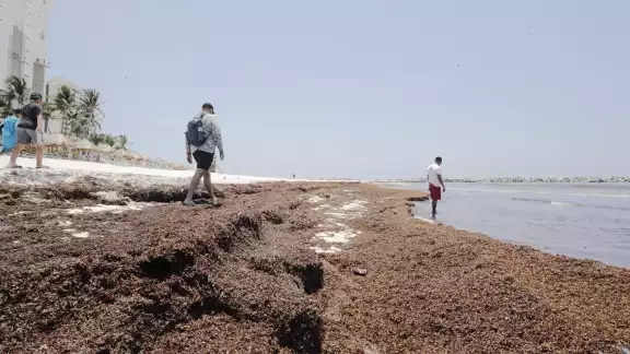 Prestadores de servicios comentaron que los visitantes, al ver las malas condiciones de la costa por la talofita, se van, agudizando la temporada baja.