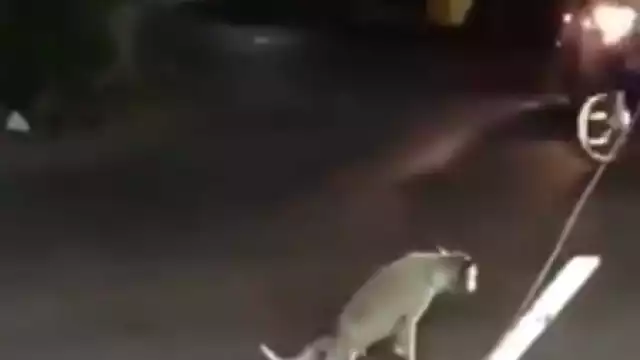 Esta es la mejor actuación que verás el día de hoy