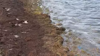 Mahahual se 'inunda' de sargazo; autoridades olvidan colocar barrera