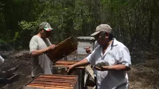 Tras el exterminio de abejas en Nohalal,  Joaquín Díaz Mena propondrá mayor regulación en el uso de agroquímicos 