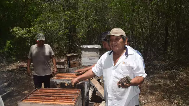El exterminio de abejas, por plaguicidas, es un duro golpe económico y a la agricultura regional