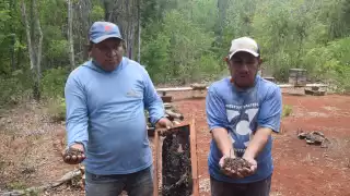   Revelan el origen del ecocidio en Nohalal: Fipronil, un insecticida   altamente tóxico, exterminó a millones de abejas