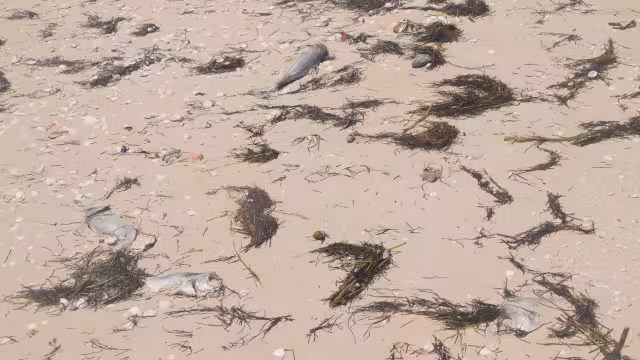 La proliferación del alga tóxica impacta a la fauna marina, con riesgo sanitario para la población