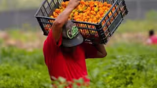 Consejo Peninsular fortalecerá la Denominación de Origen del chile habanero