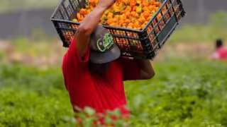 Yucatán, Campeche y Quintana Roo refuerzan protección del chile habanero con nuevo Consejo Peninsular