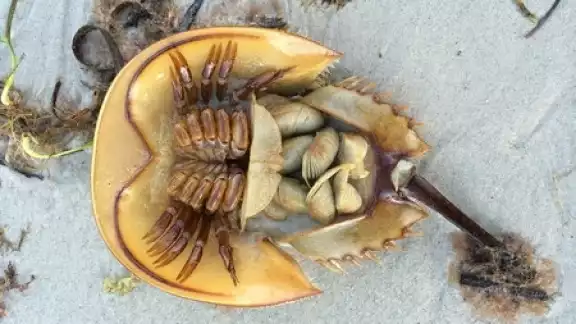 Un usuario de internet captó a una cacerolita de mar de gran tamaño