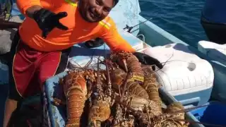 El inicio del periodo para atrapar langosta no fue el esperado por los pescadores de Chiquilá y Holbox en Quintana Roo, pero esperan que en agosto haya mejores resultados