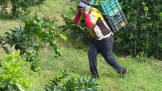 La sobreproducción provocó que el kilo del cítrico cueste 5 pesos