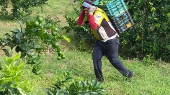 La sobreproducción provocó que el kilo del cítrico cueste 5 pesos