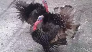 Una de las vendedoras de pavos en la Villa de Sabancuy indicó que antes vendían hasta ocho aves a la semana