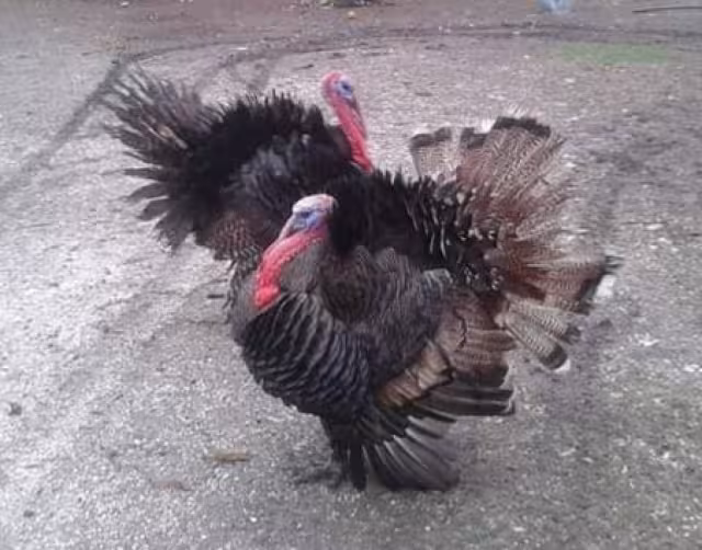 Una de las vendedoras de pavos en la Villa de Sabancuy indicó que antes vendían hasta ocho aves a la semana