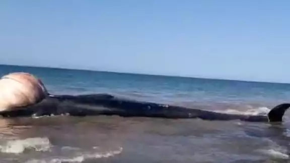 La ballena quedó varada cuando bajó la marea