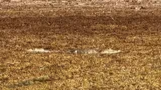Captan a un cocodrilo caminando sobre el sargazo en Mahahual