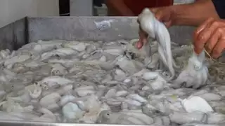 La pesca furtiva de pulpo afecta a los pescadores de la Isla
