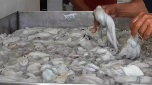 La pesca furtiva de pulpo afecta a los pescadores de la Isla La pesca furtiva de pulpo afecta a los pescadores de la Isla