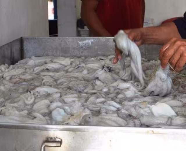 La pesca furtiva de pulpo afecta a los pescadores de la Isla