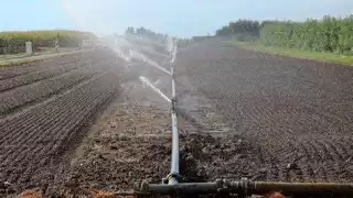 Implementan novedoso sistema de riego en rancho del sur de Quintana Roo; así funciona