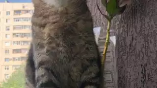El gato es famoso en TikTok por una razón en particular, con la que los internautas se 'identifican'