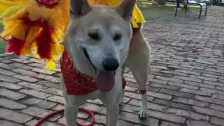 En el concurso cada mascota podrá lucirse con su mejor disfraz