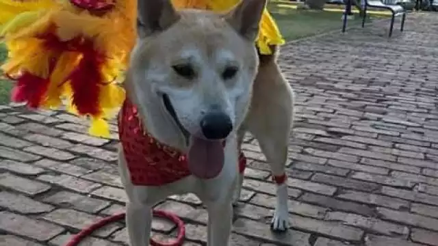 En el concurso cada mascota podrá lucirse con su mejor disfraz