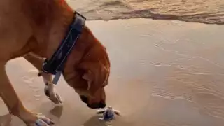 Este perrito se viralizó gracias a que tiene su propio perfil de Instagram donde comparte fotografías de sus actividades cotidianas