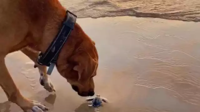 Este perrito se viralizó gracias a que tiene su propio perfil de Instagram donde comparte fotografías de sus actividades cotidianas